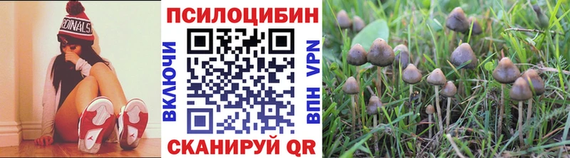 Псилоцибиновые грибы Psilocybine cubensis  Купить закладки  Мезень 